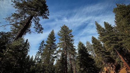 A scenic view of towering pine trees in Forest Falls along the Vivian Creek Trail under a bright blue sky.