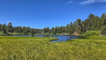 A serene landscape of a grassy meadow surrounds a tranquil lake with a dense forest of tall pine trees in the background under a clear blue sky.