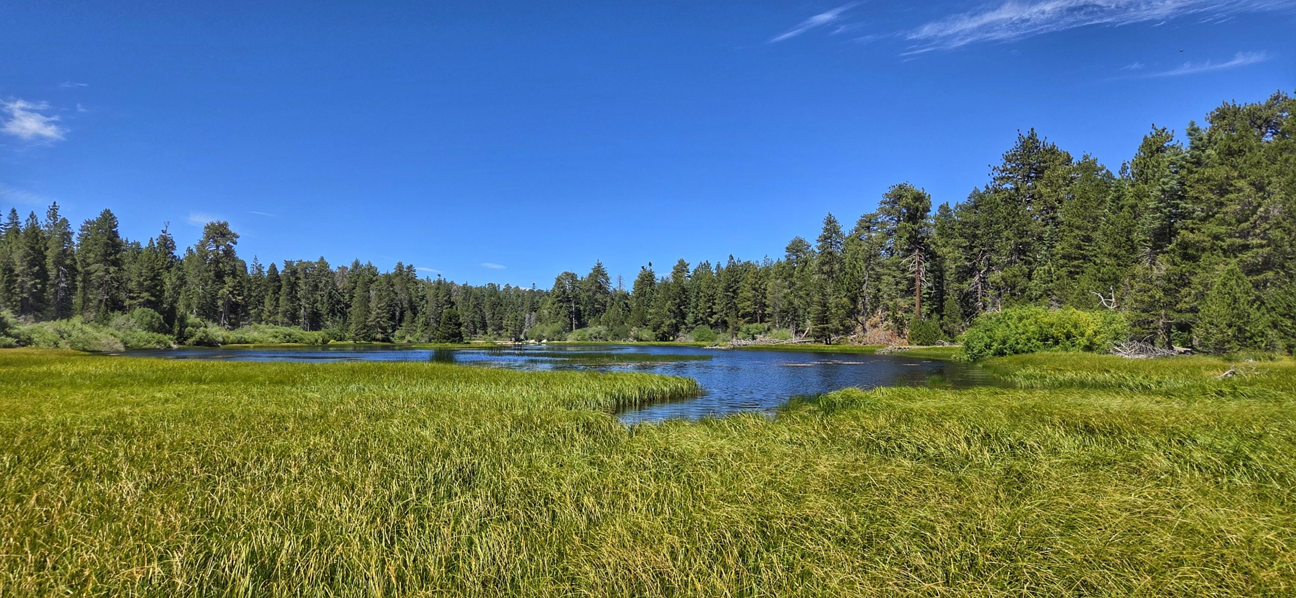 A serene landscape of a grassy meadow surrounds a tranquil lake with a dense forest of tall pine trees in the background under a clear blue sky.