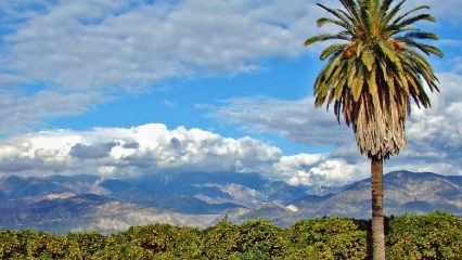 Rows of orange trees and a palm tree. In the background, mountains stretched across the horizon under a blue sky with clouds.