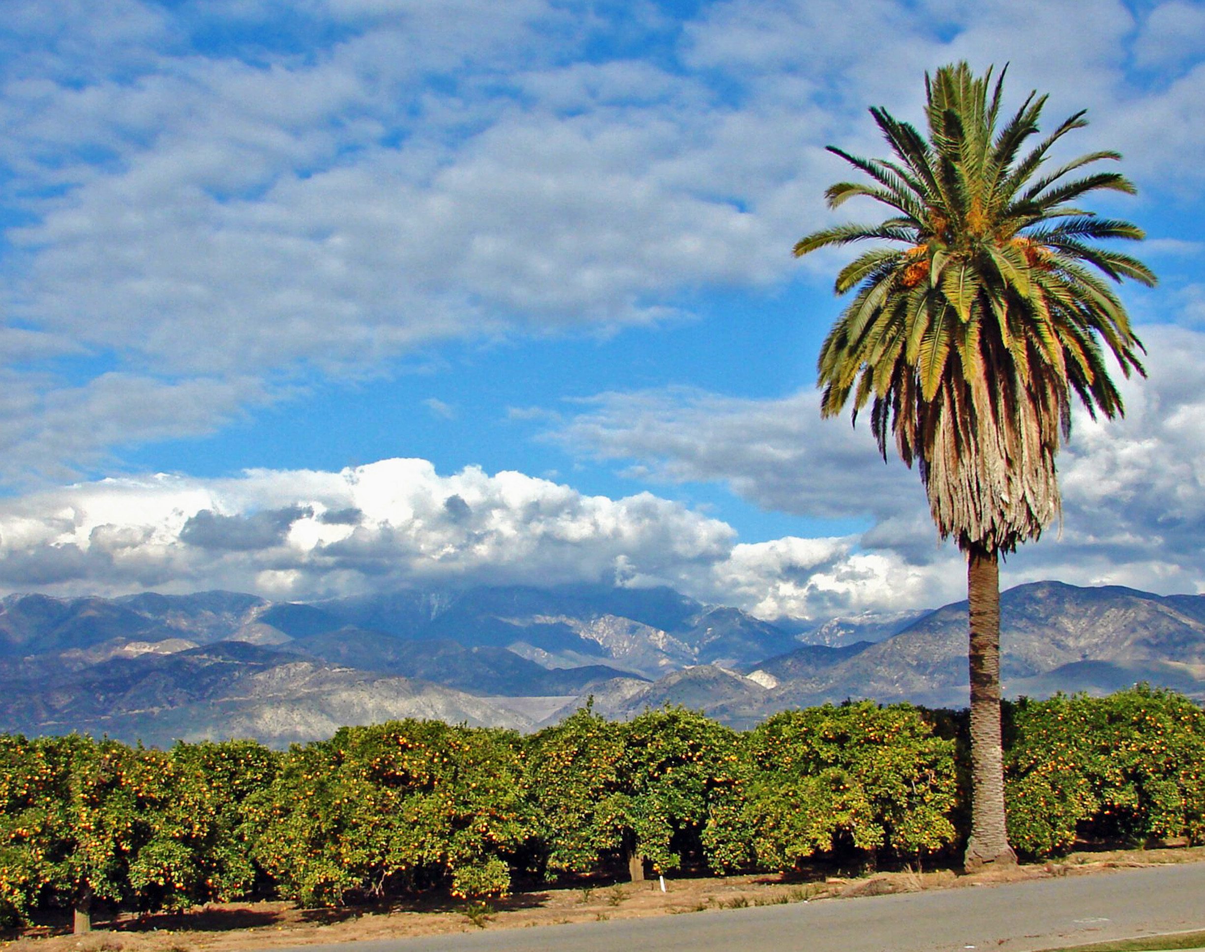 Rows of orange trees and a palm tree. In the background, mountains stretched across the horizon under a blue sky with clouds.