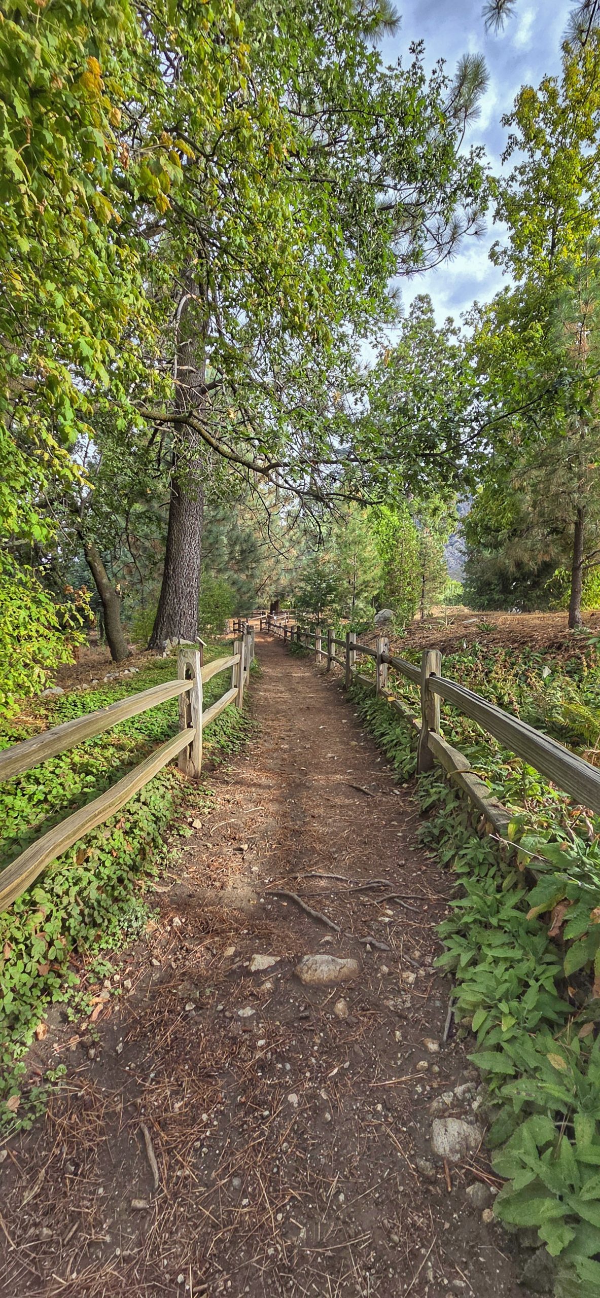 A dirt path lined with wooden fences curves gently through a lush forest. Tall trees with dense green foliage surround the path, creating a tranquil and shaded environment. The sky is partly cloudy, visible through openings in the tree canopy.