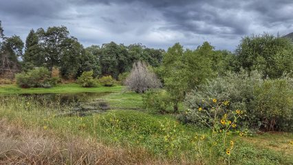 A pond surrounded by trees and bushes. The sky above is overcast with dark clouds.