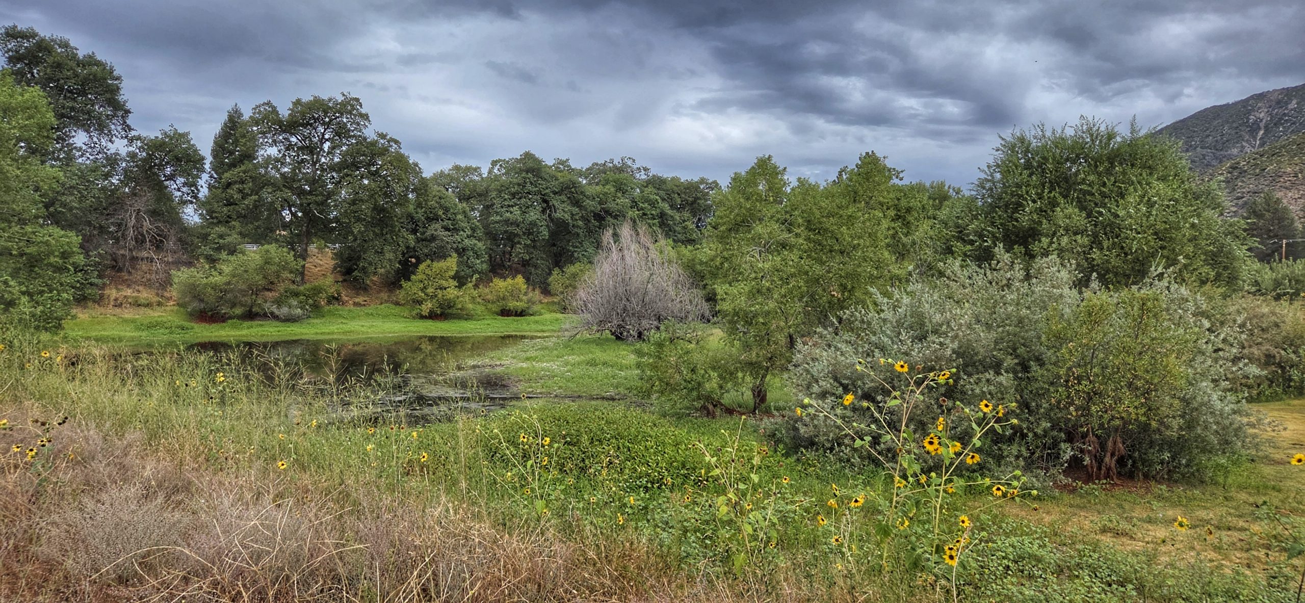 A pond surrounded by trees and bushes. The sky above is overcast with dark clouds.