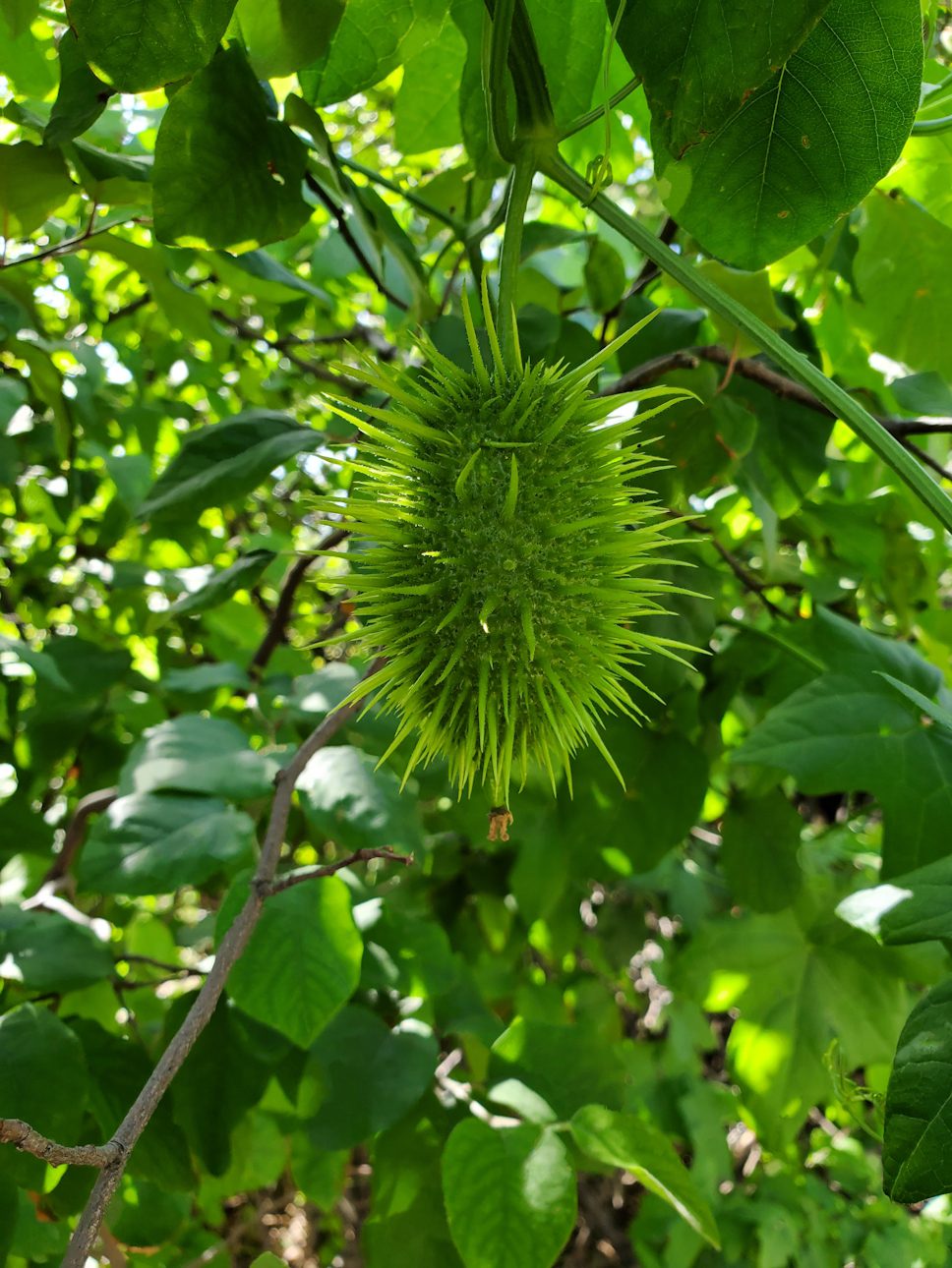 A green spiky plant hanging from a vine.