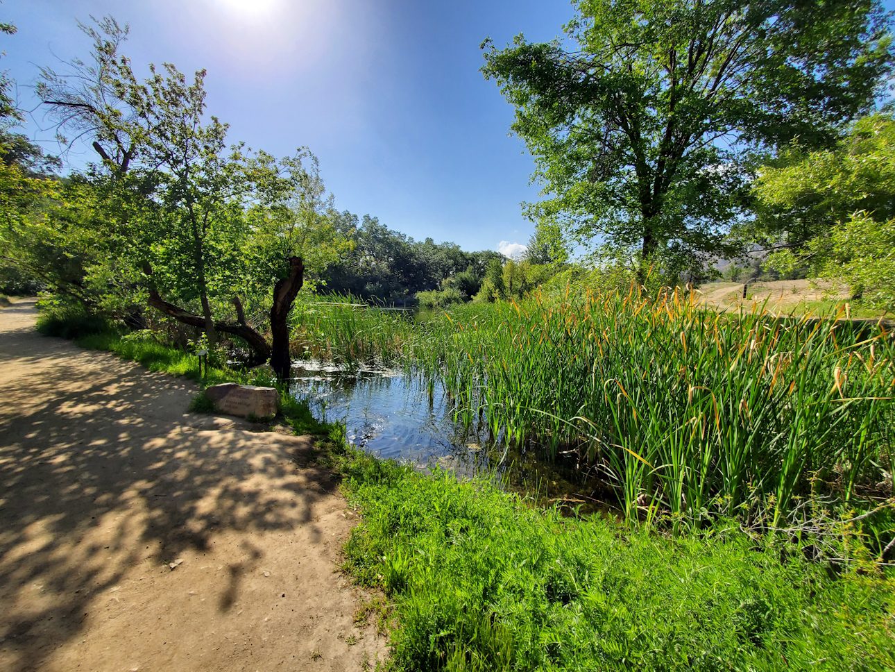 A dirt pathway and a pond surrounded by tall trees.