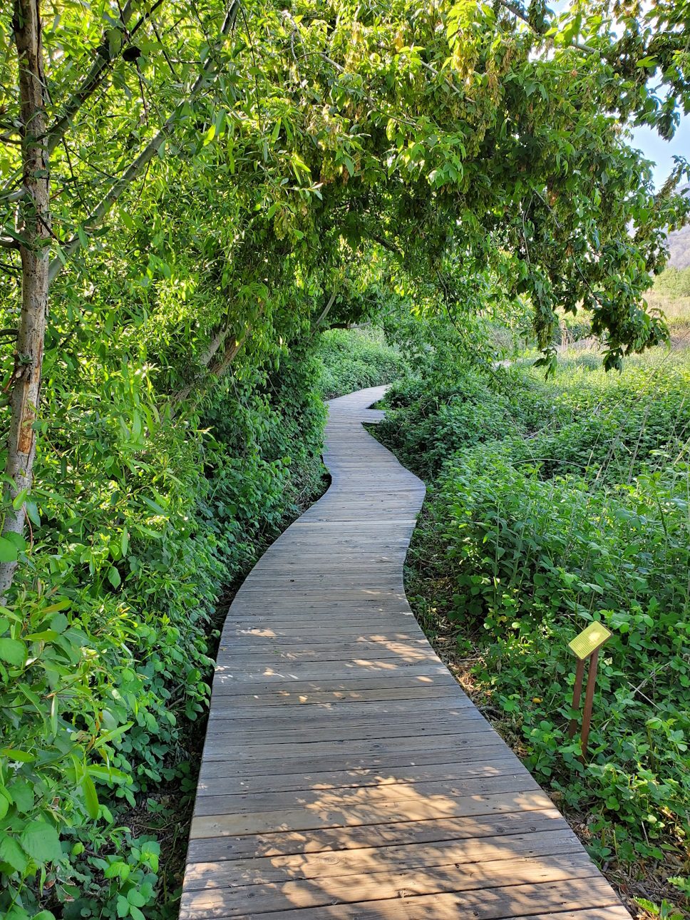 A wooden walkway leads through a forest.