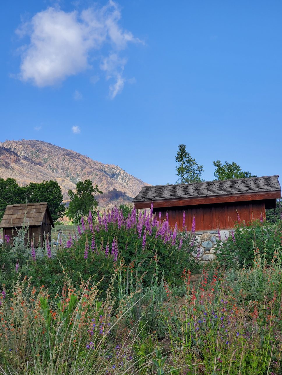 Two wooden structures surrounded by wildflowers and vegetation.