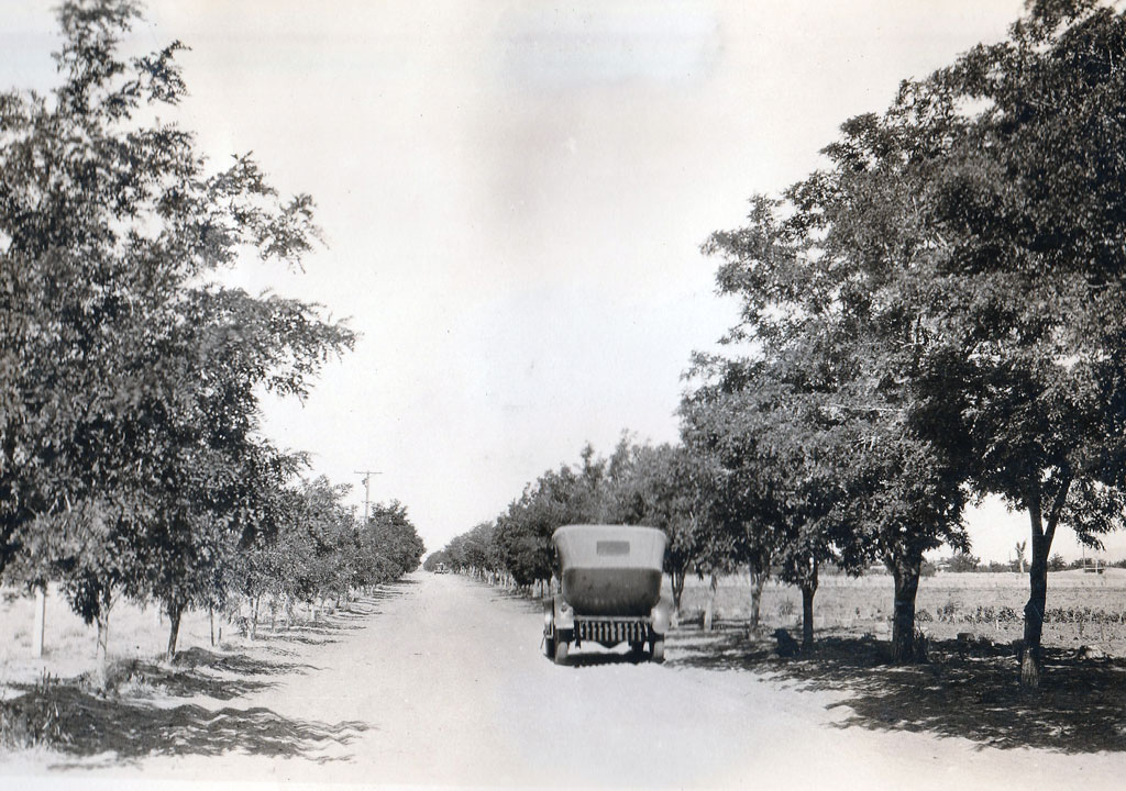 Tree-lined street in Adelanto circa 1920