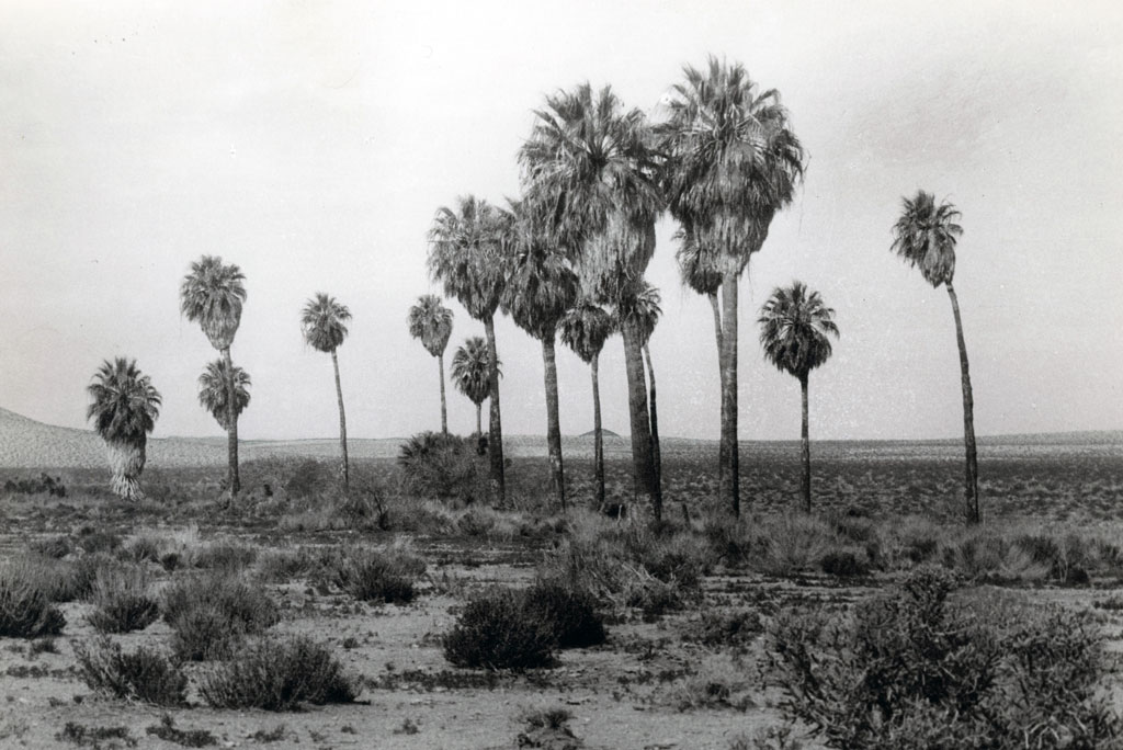 Twentynine Palms in 1925