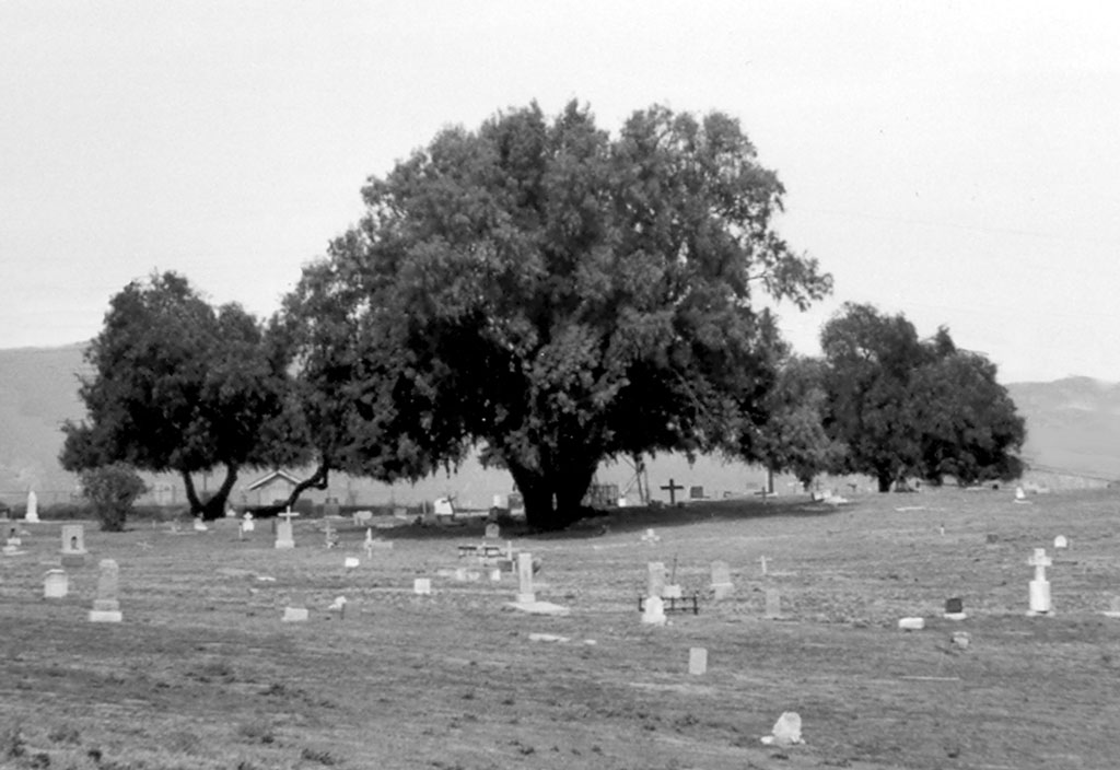 Agua Mansa Trees