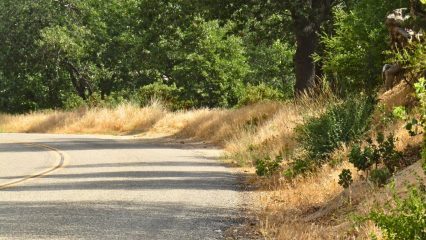 A photo of a country road with dry brush and trees and a road.