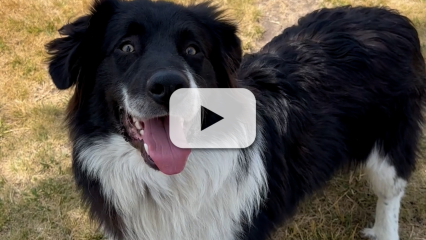 A black and white male border collie named Ramsey for adoption.