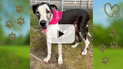 A female black and white Great Dane is seen with a red bandana and her tongue sticking out. Photo has a play button overlay.