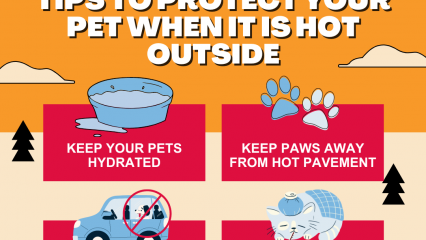 A graphic of a pet water bowl, paw prints, vehicle and pet in distress lying down with tips to protect pets when it is hot outside.