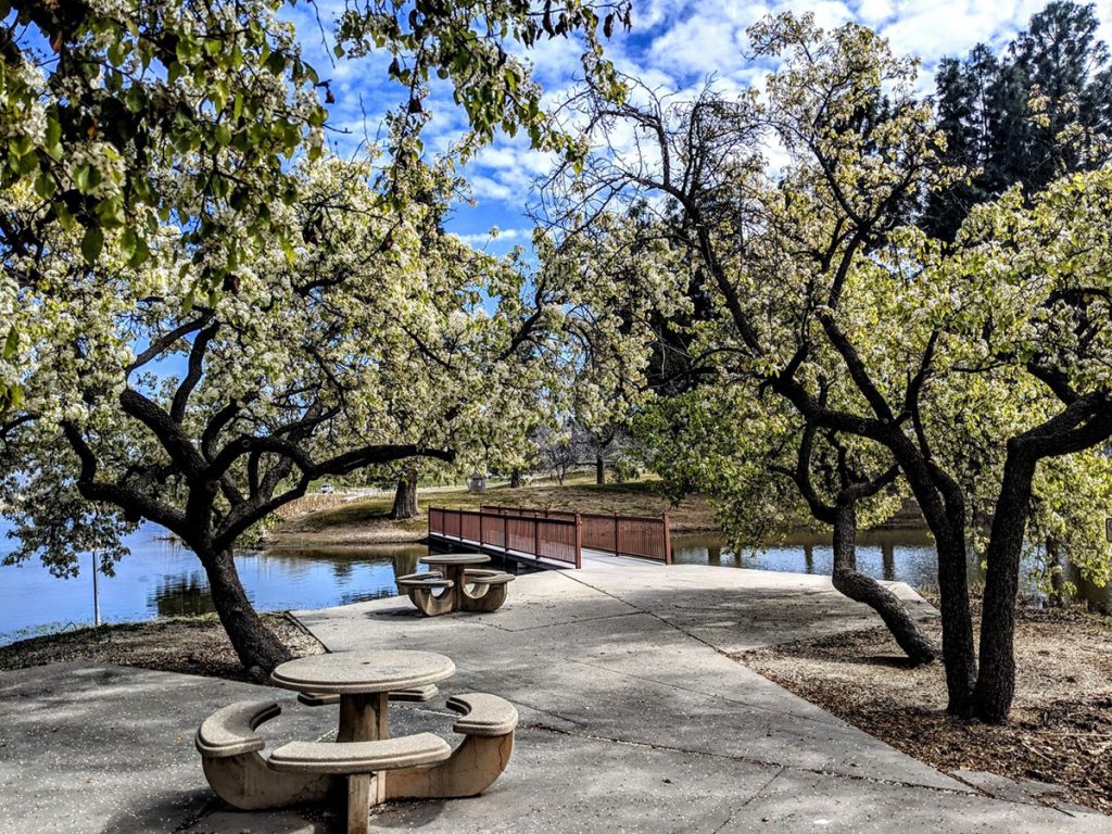 Tree filled park