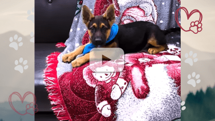 Shepherd puppy on couch with blanket.