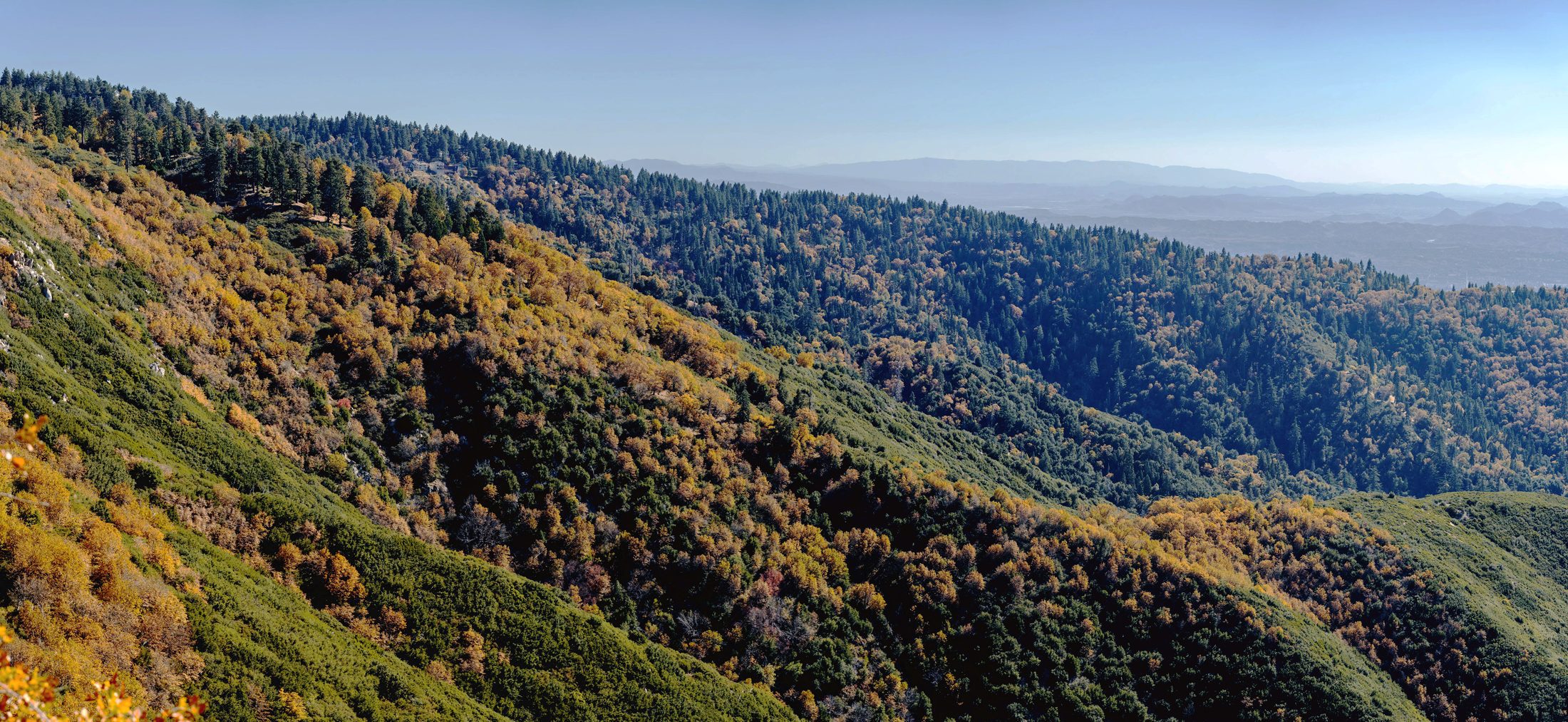 mountain side with trees