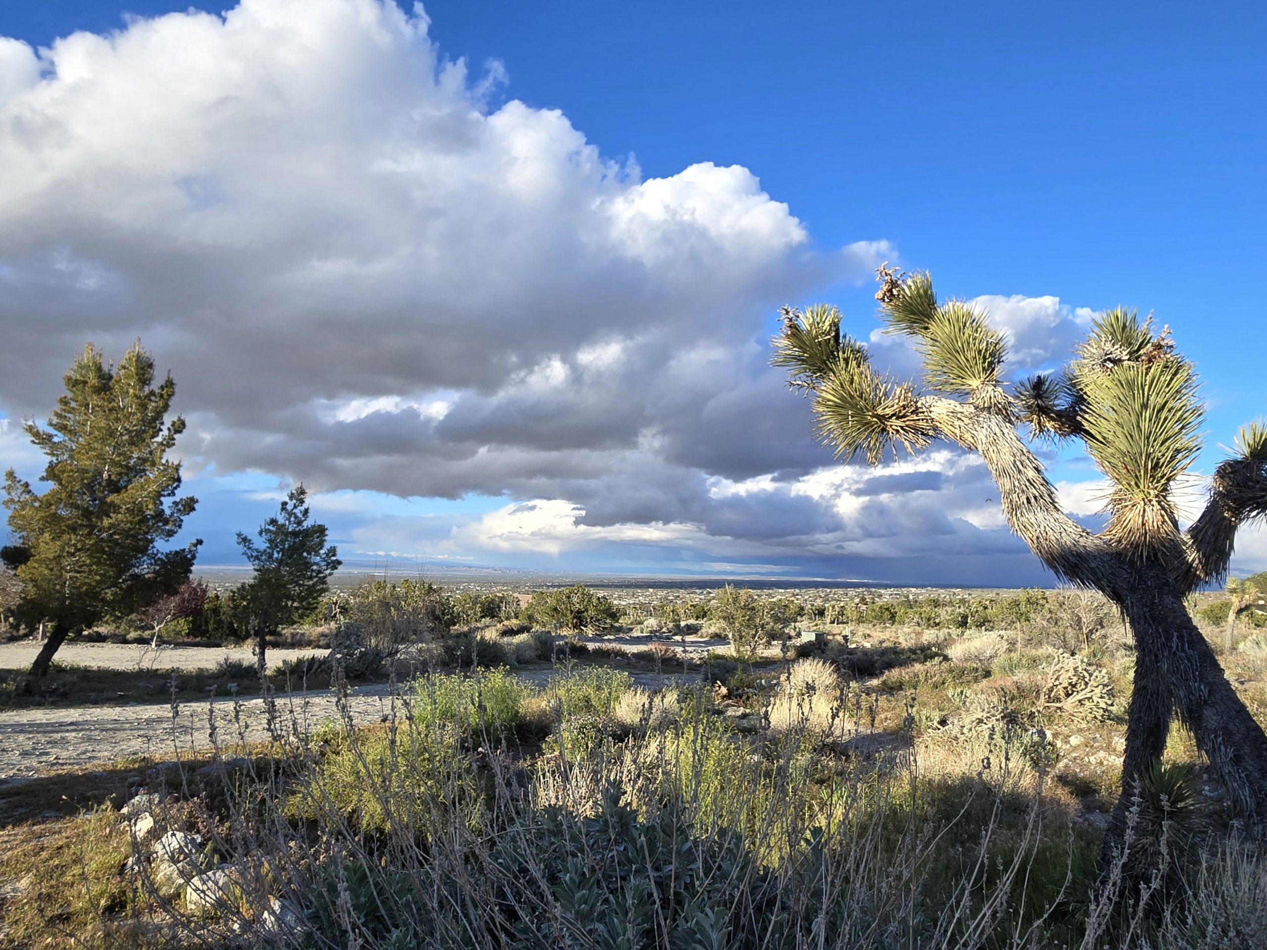 A desert landscape with a Joshua Tree in the foreground. The sky is partly cloudy. There are other desert plants and trees scattered throughout the area.