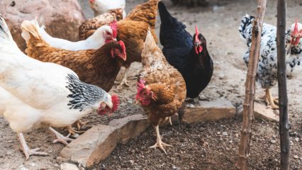 Chickens in the dirt near a planter.