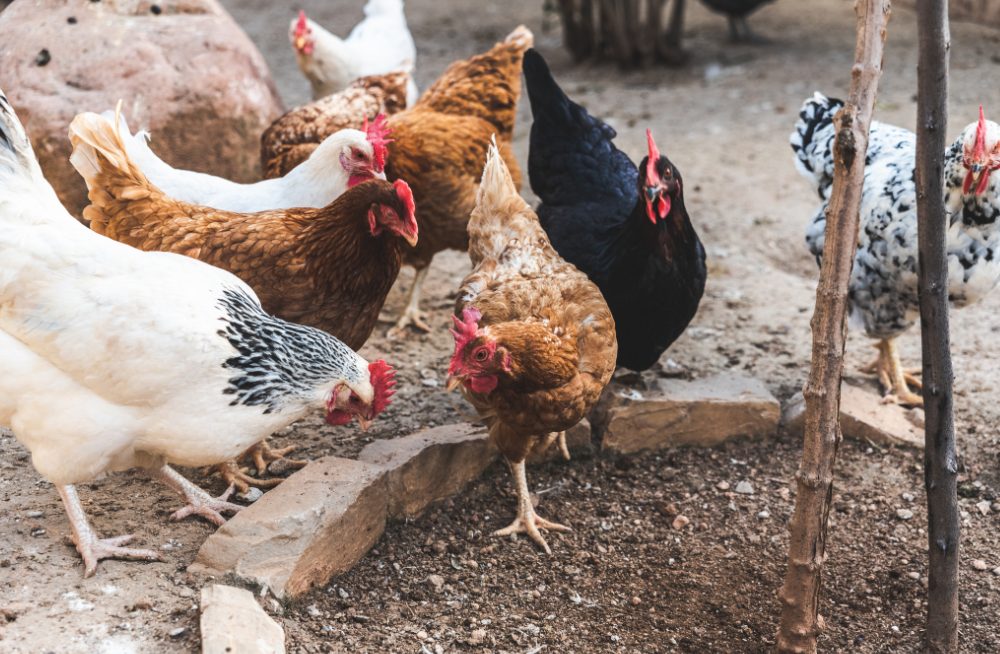 Chickens in the dirt near a planter.