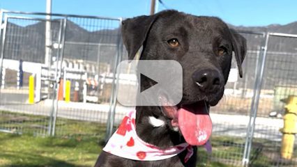 Pet of the Week - Carla