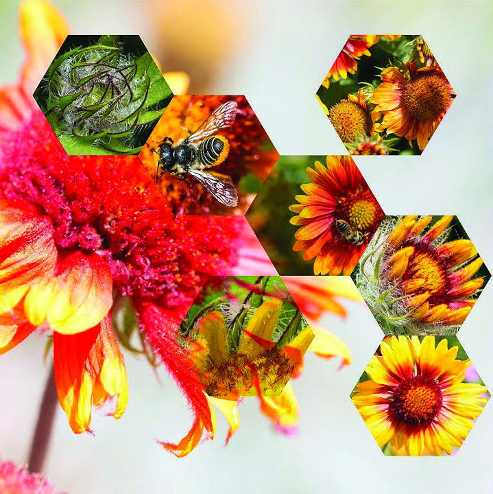 Graphic with bees and pollen
