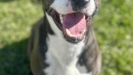 A happy dog sitting on grass with its tongue out, exuding a cheerful and playful demeanor.
