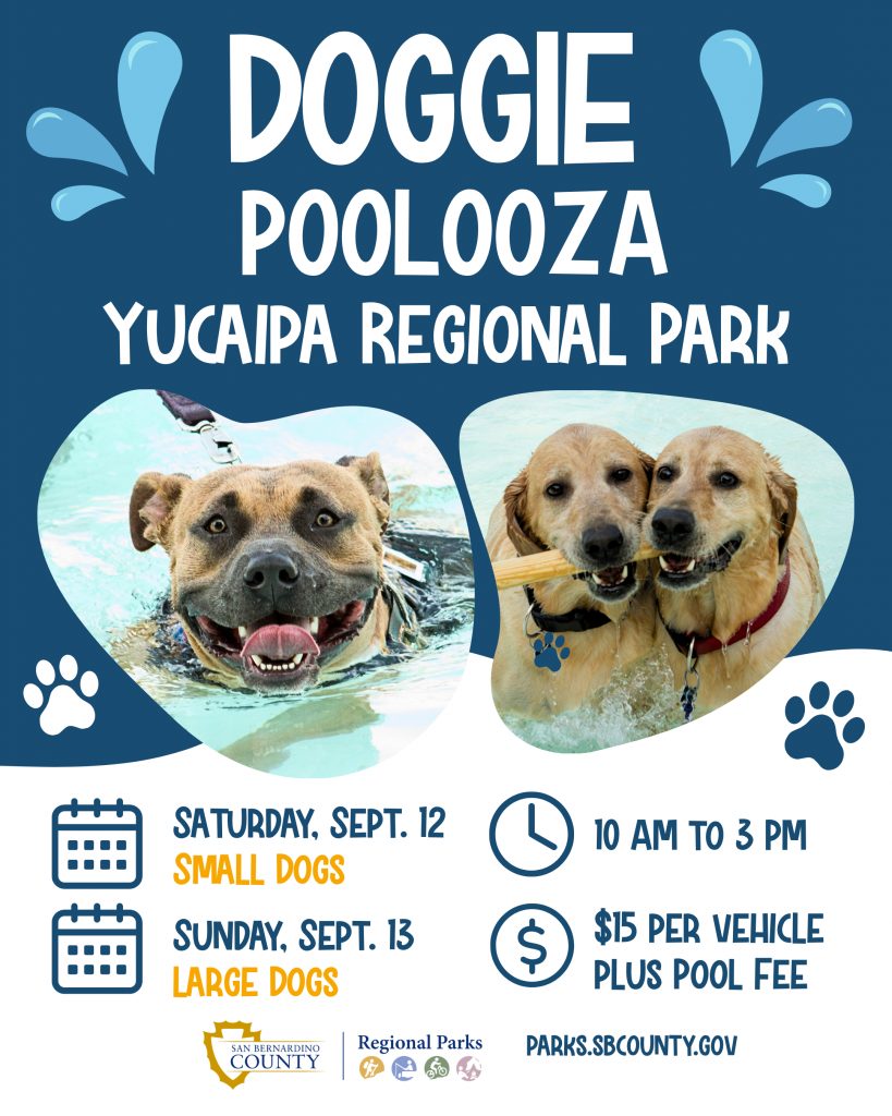 Doggie Poolooza text with three dogs enjoying a swimming pool. Small dogs swim on Saturday, Sept. 12, and large dogs on Sunday, Sept. 13, from 10 a.m. to 3 p.m. at Yucaipa Regional Park. Admission is $15 per vehicle plus pool fee. Website parks.sbcounty.gov.