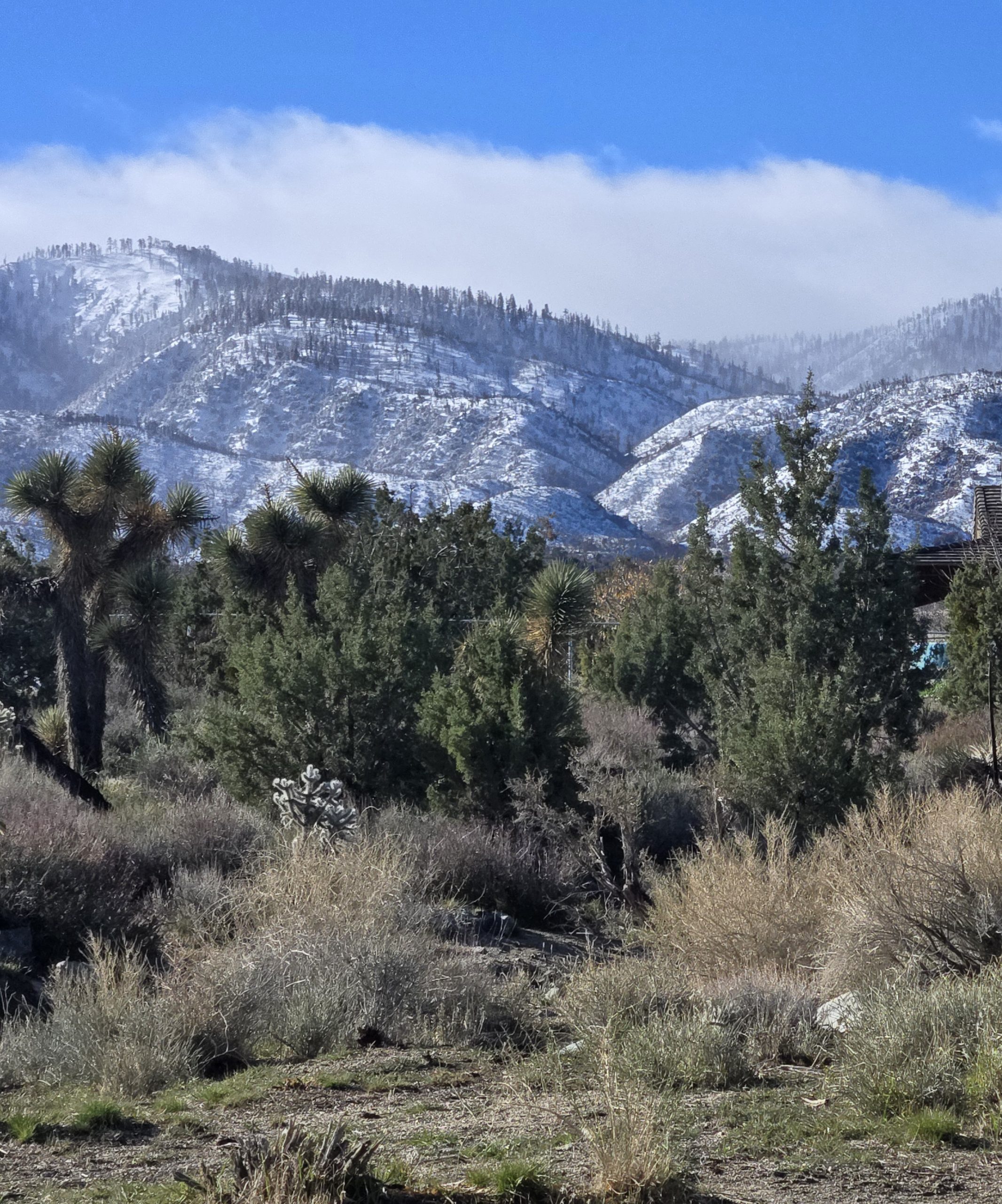 A desert landscape with Joshua trees and various shrubs. Snowy mountains are visible in the background under a clear blue sky.