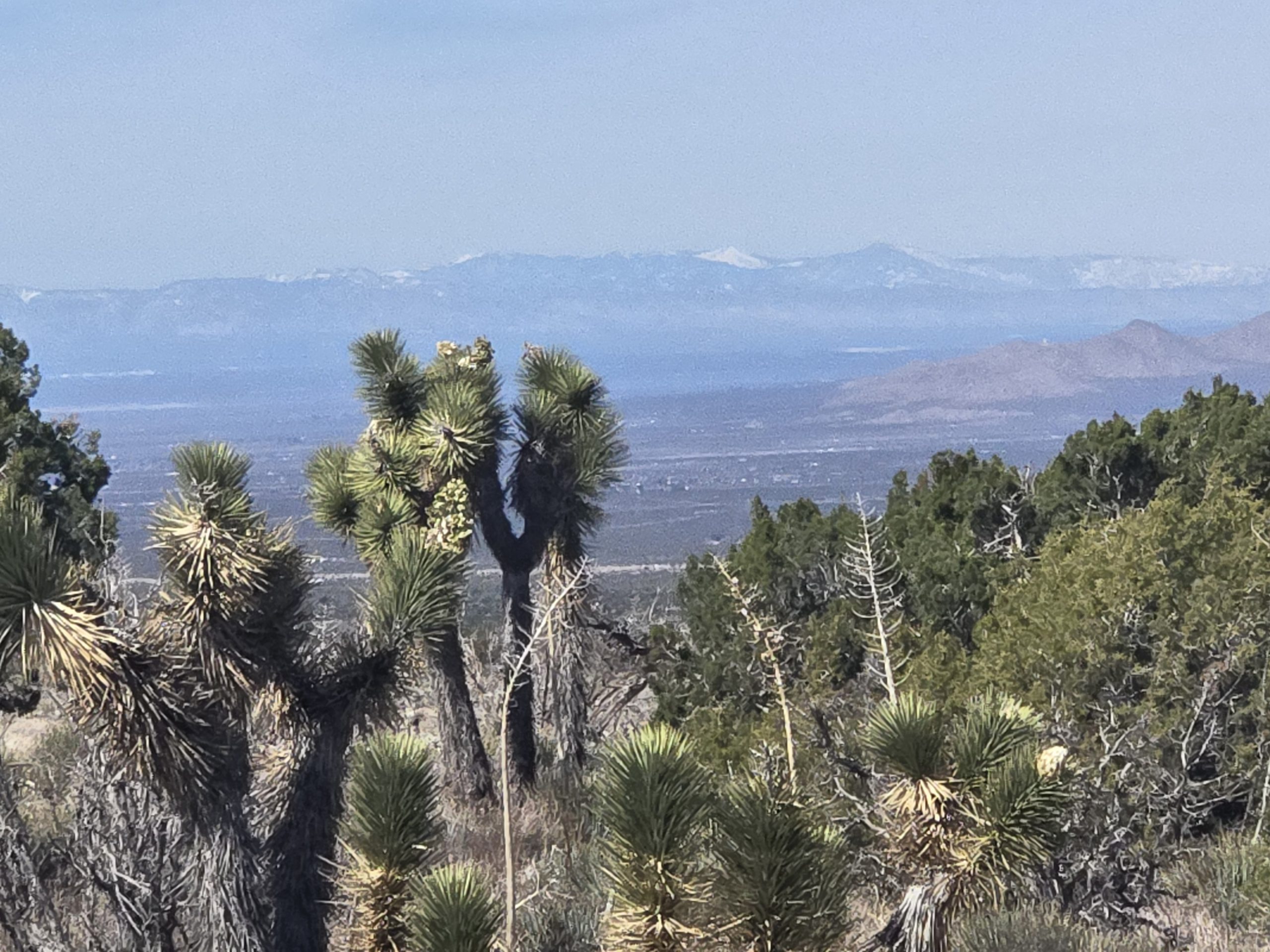 A desert landscape with Joshua trees in the foreground and distant mountains in the background under a clear blue sky. Sparse vegetation is visible throughout.
