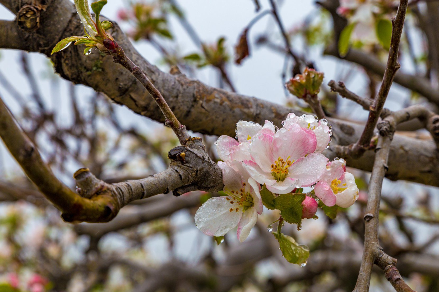 A close-up of delicate pink and white apple blossoms covered in raindrops on a tree branch. The background consists of blurred branches and additional blossoms.