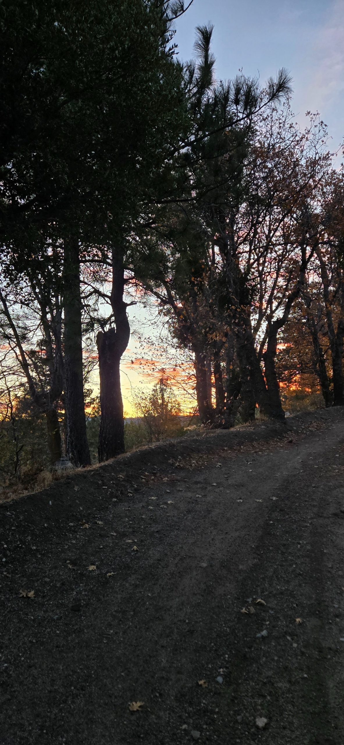 A trail surrounded by trees during sunset.
