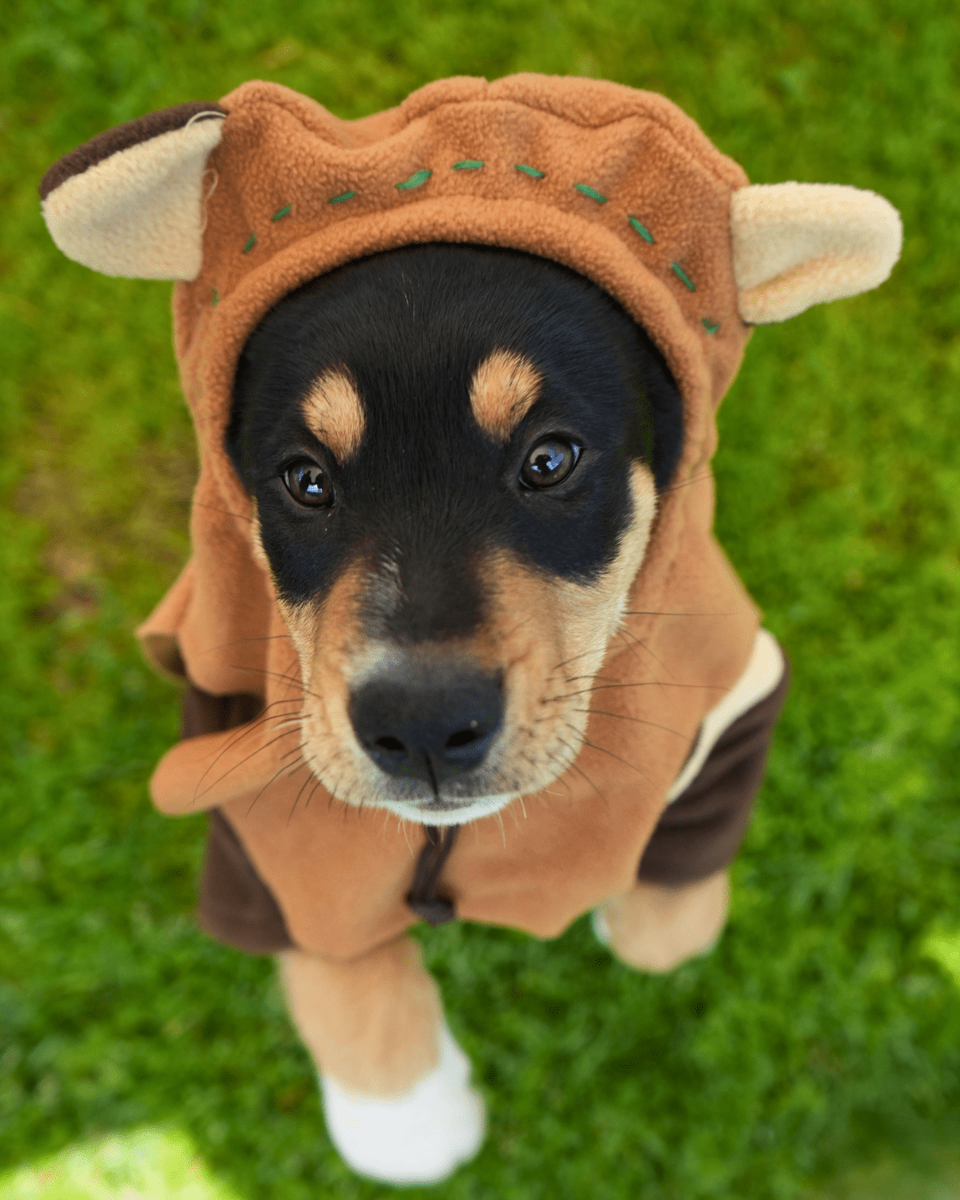 Black and brown fur puppy wearing an ewok custom.