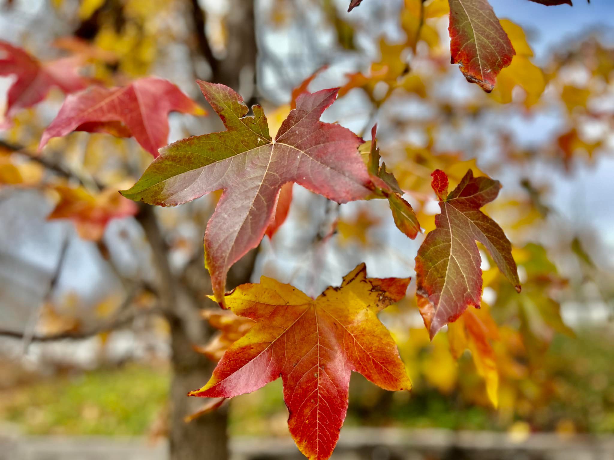 A close-up of autumn leaves in Oak Glen, displaying vibrant shades of red, orange, and yellow. The leaves are slightly curled, with soft-focus branches and a blurred background of more fall foliage.