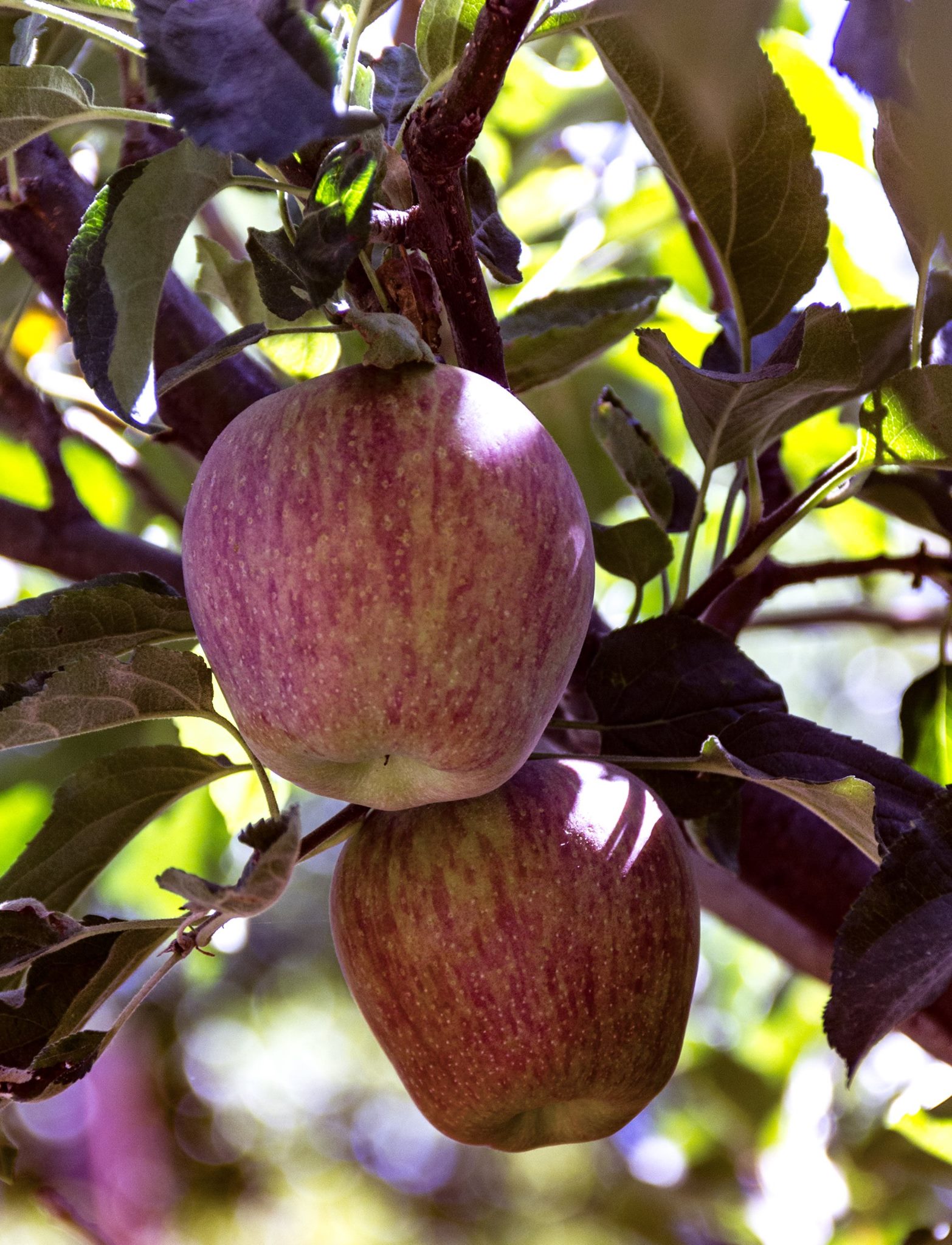 A close-up view of two apples ripening on a tree in an Oak Glen orchard. The apples have a vibrant red and yellow coloration, with green leaves and blurred sunlight in the background.