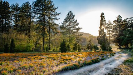 Field of orange and purple flowers, tall trees and a dirt path.