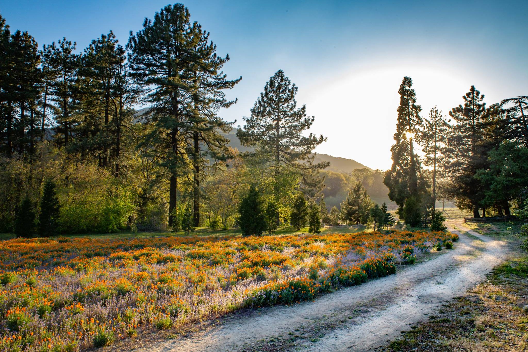 Field of orange and purple flowers, tall trees and a dirt path.