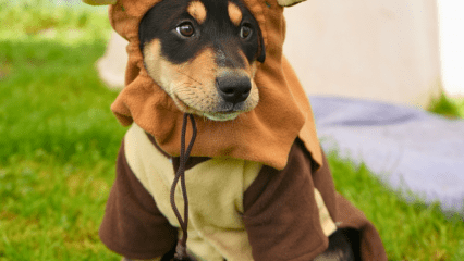 Black and brown fur puppy wearing an ewok custom.