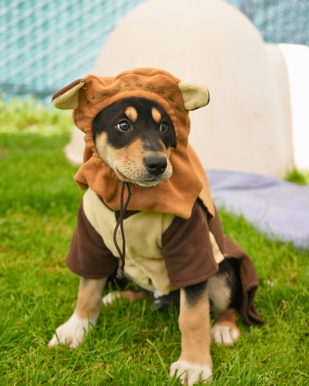 Black and brown fur puppy wearing an ewok custom.