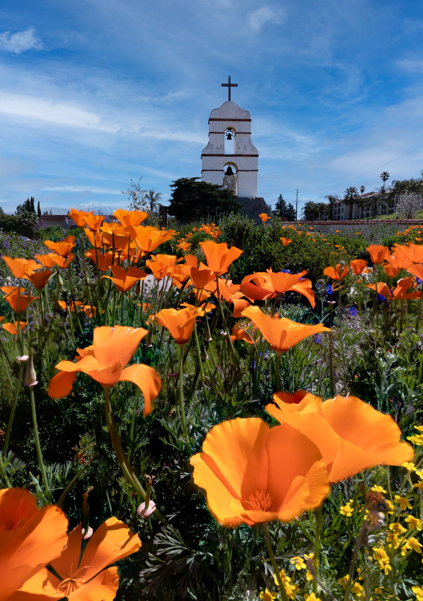 An image of the Asistencia with orange flowers in the foreground.