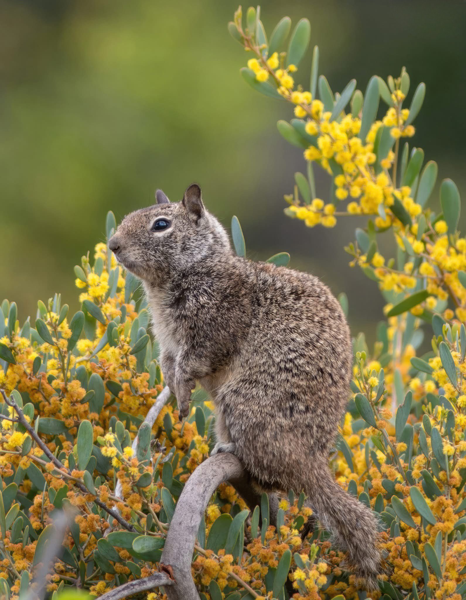 A squirrel is hanging on a tree branch.