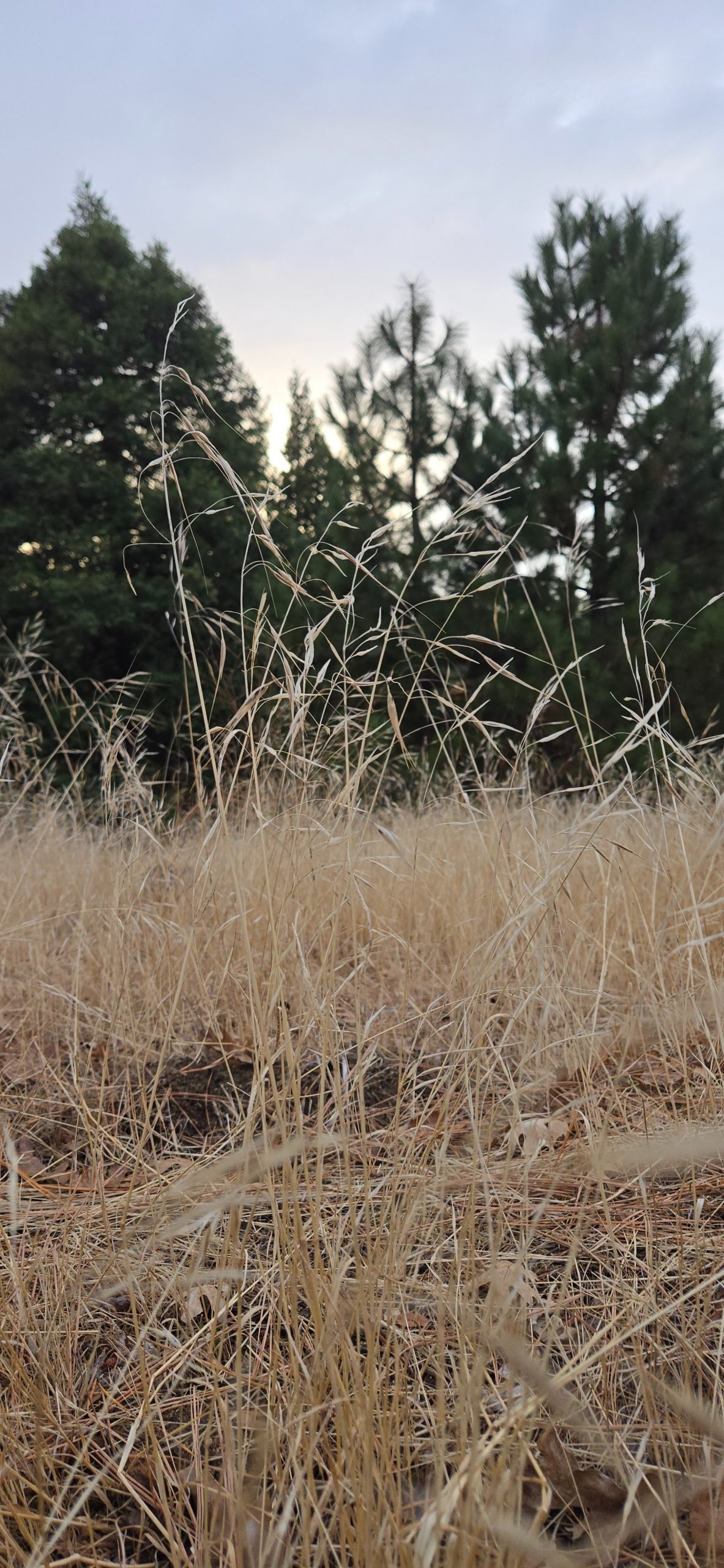Dry grass with trees in the background.