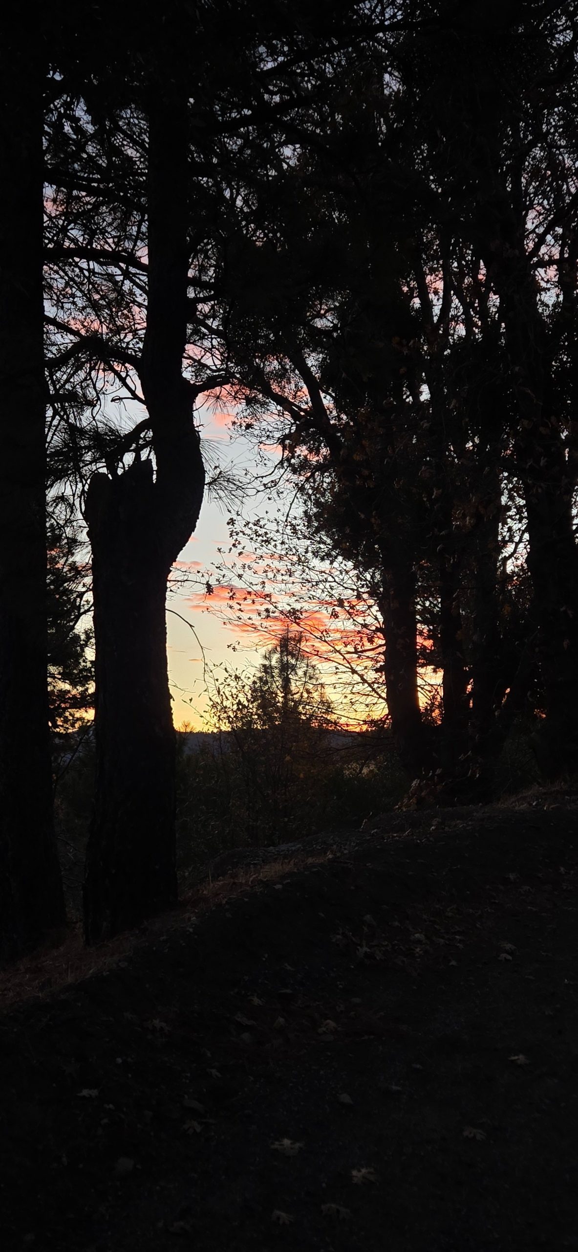 A trail surrounded by trees during sunset.