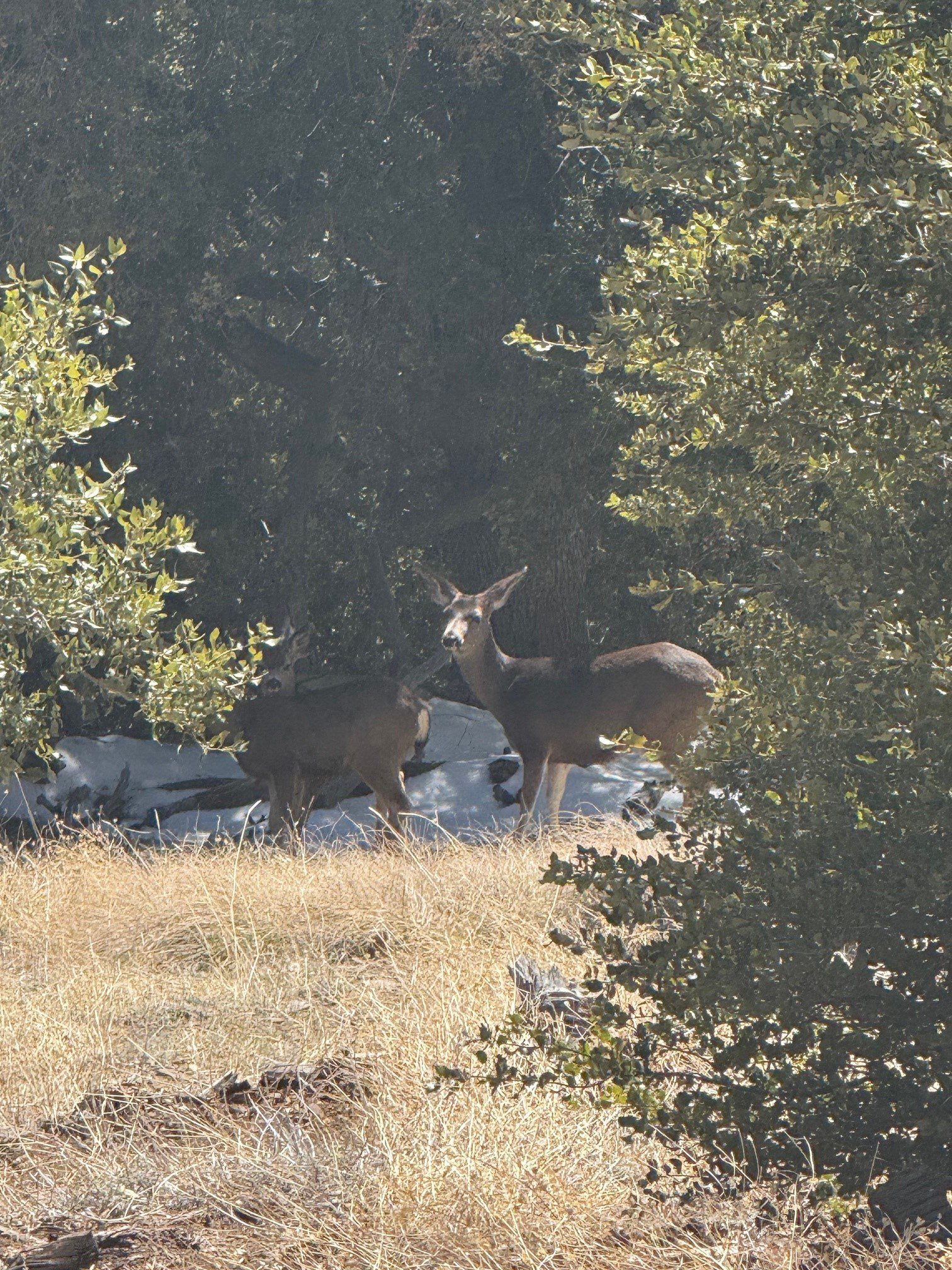 Two dears walking near a snow mound surrounded by pine trees and long grass.