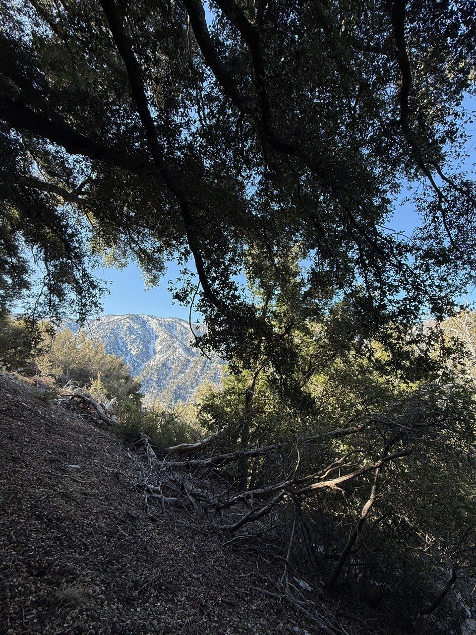 Tree looming over the hillside near a long bush. In the distance there is another mountain.
