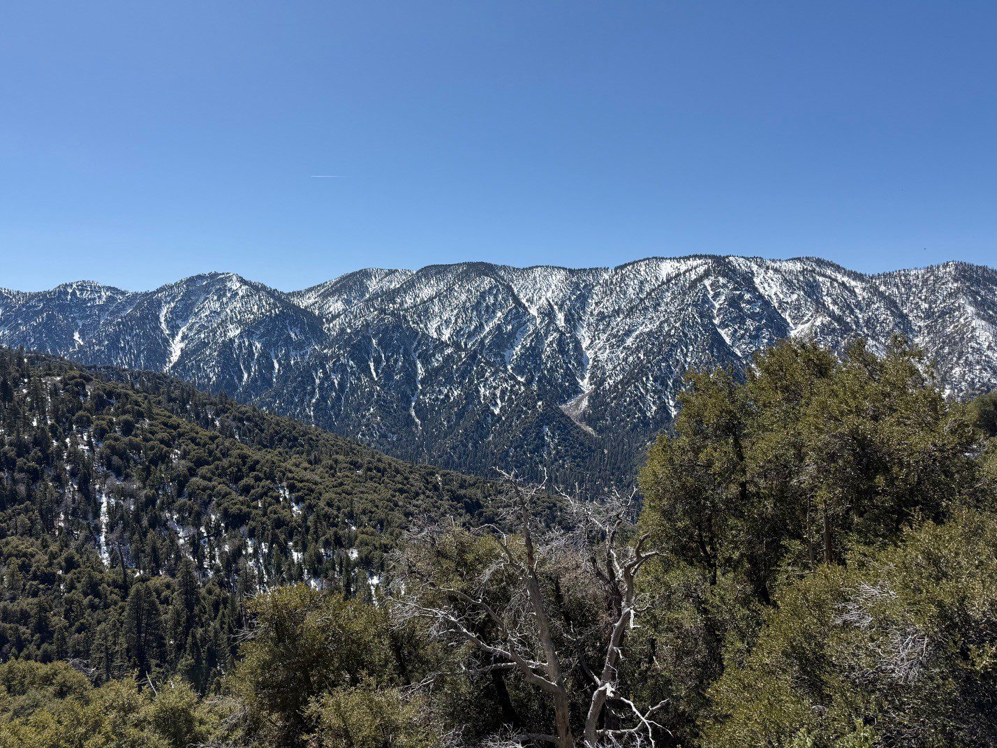 Trees, hillside, and mountain range.