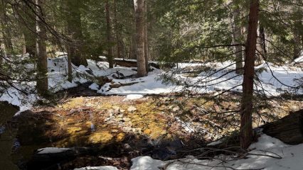 Rocks and fallen branches surrounded by snow-covered ground and tall trees in a forest.