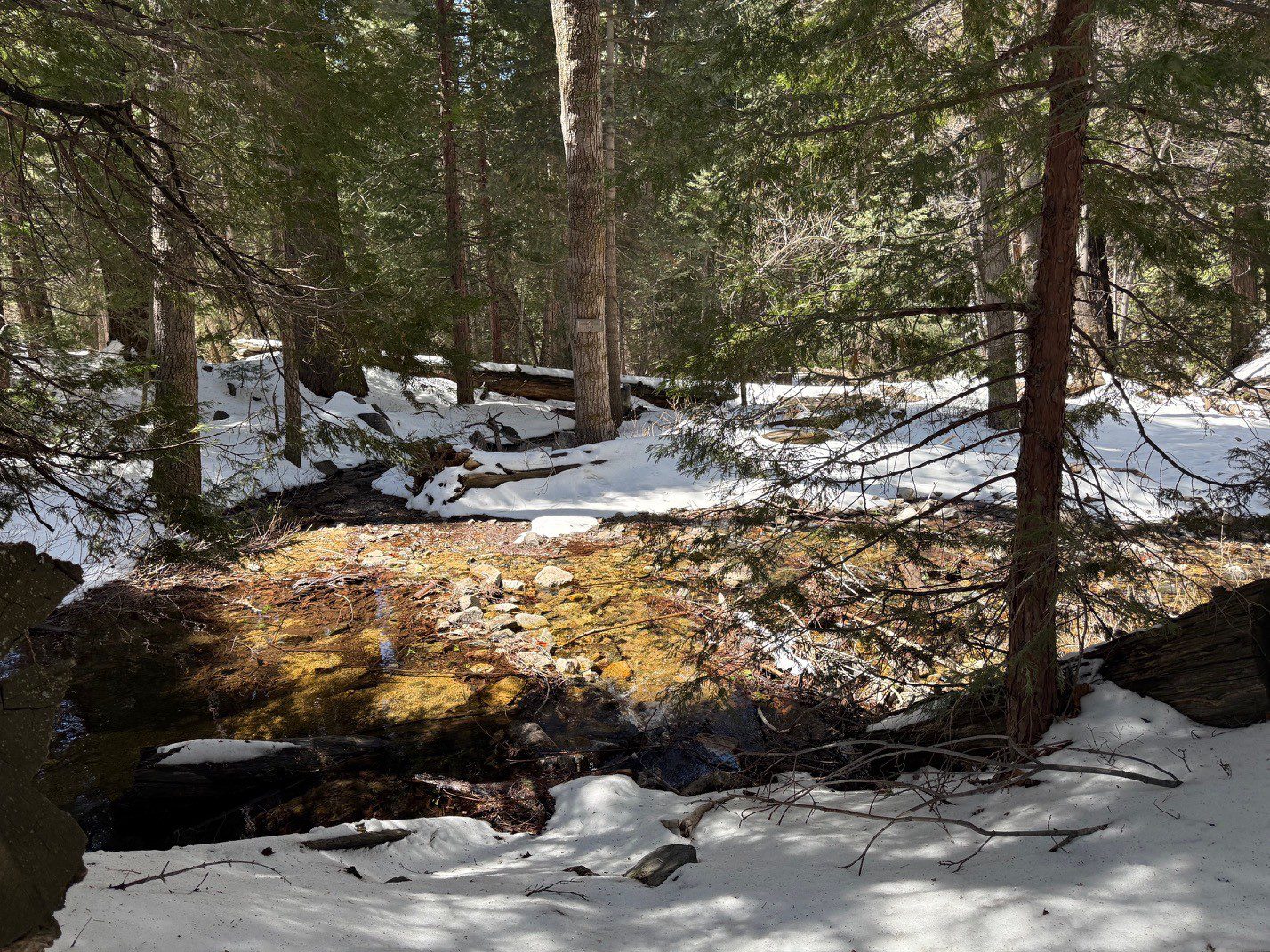 Rocks and fallen branches surrounded by snow-covered ground and tall trees in a forest.