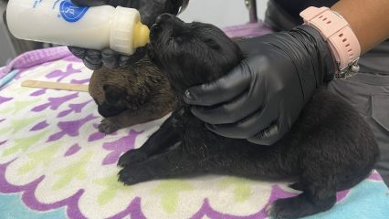 A person wearing black gloves is bottle-feeding a small black puppy on a colorful, patterned blanket. Another brown puppy is lying nearby.